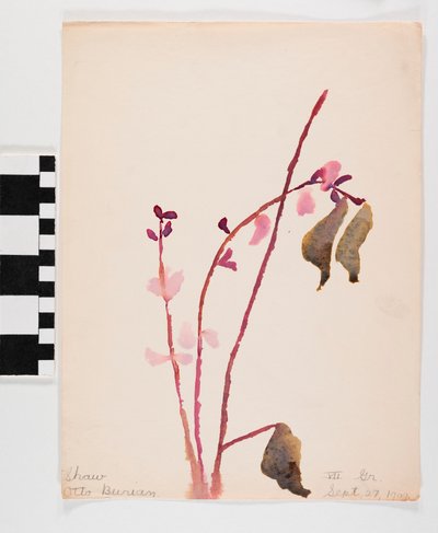 Aquarell auf Papier von rosa Blumen mit braunen Stielen von Otto Burian